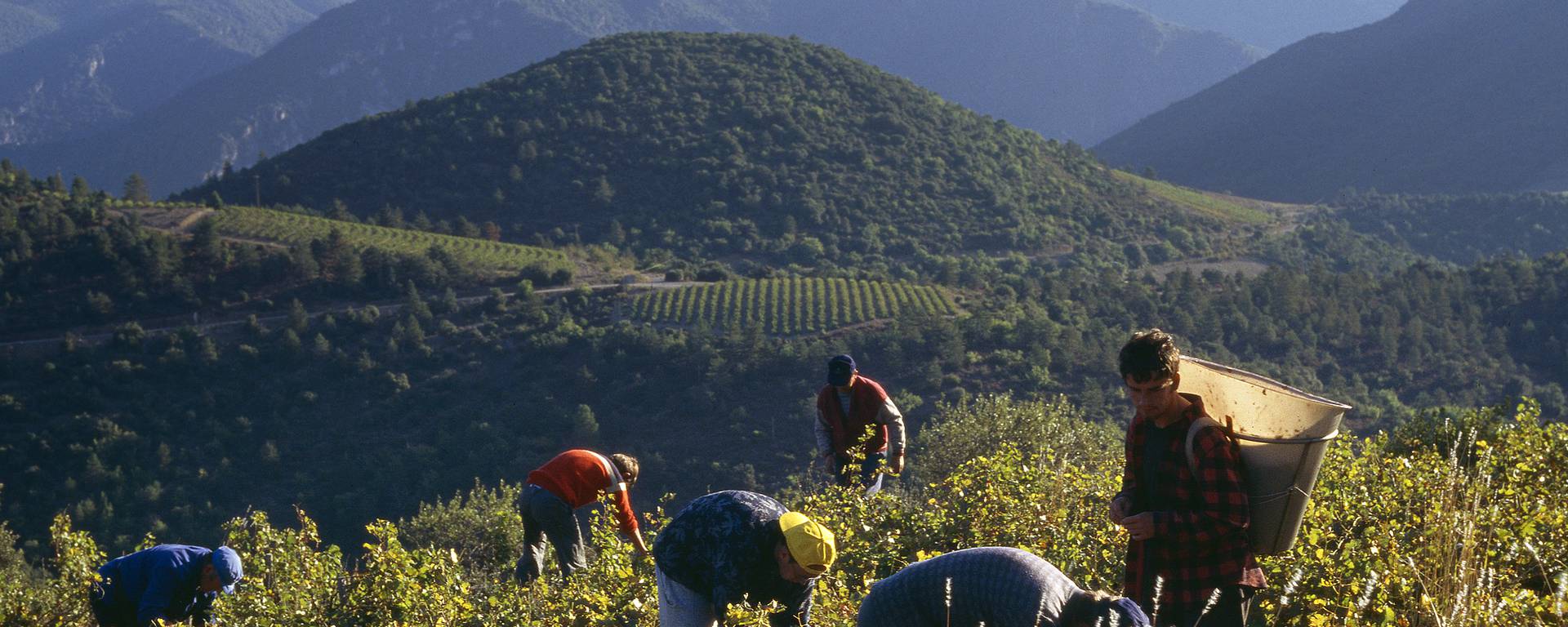 Vendanges Pays d'Art et d'Histoire Haut Languedoc et Vignobles