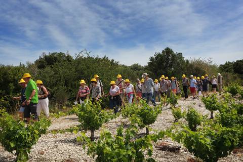 Groupe en balade dans les vignes ©Georges Souche