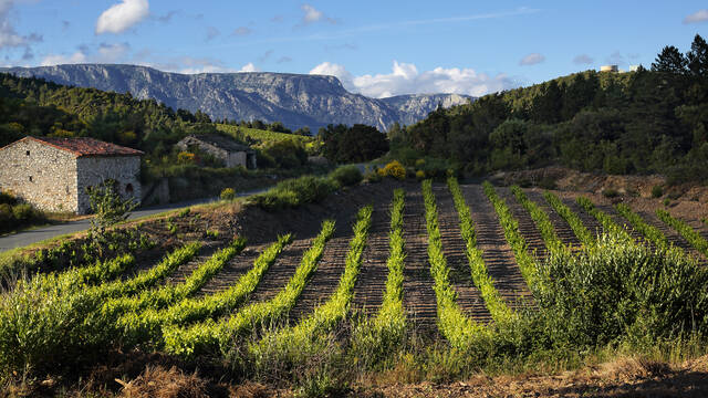 Caroux, mazet et vignes ©G.Souche