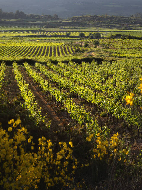 les Vignobles ©G.Souche