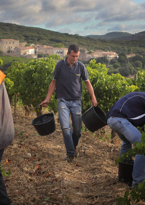 Vendanges au château La Liquière - Faugères ©George SOUCHE