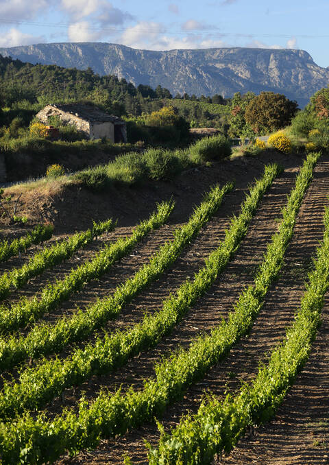 Vignobles et Caroux © Georges Souche