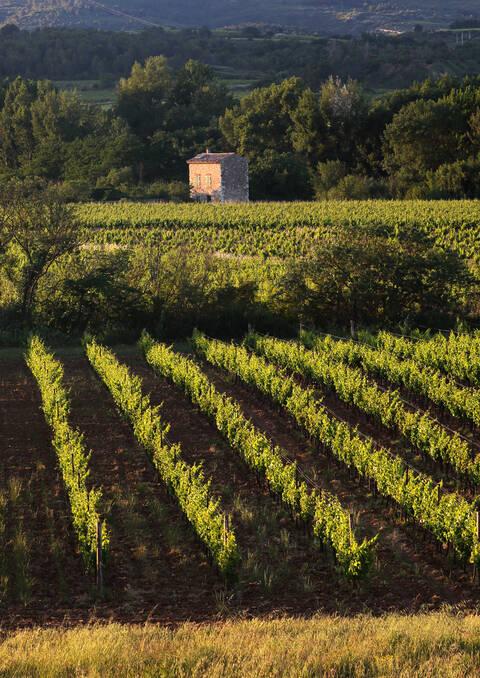 Vignoble ©G.Souche