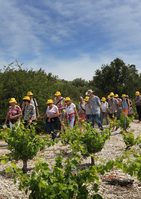 Groupe en balade dans les vignes ©Georges Souche