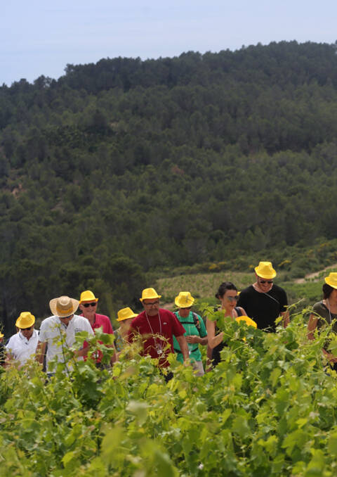 groupe de randonneurs au coeur des vignobles Minervois, Saint-Chinian, Faugères