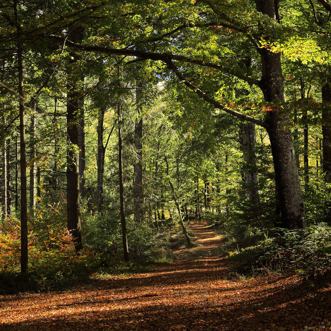 Forêt Caroux